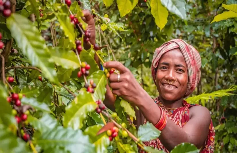 Exploring Coffee Cultivation in India: A Focus on Karnataka, Kerala, and Tamil Nadu